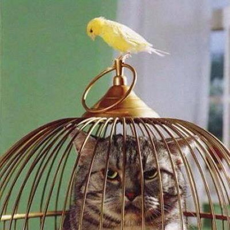 chat cage