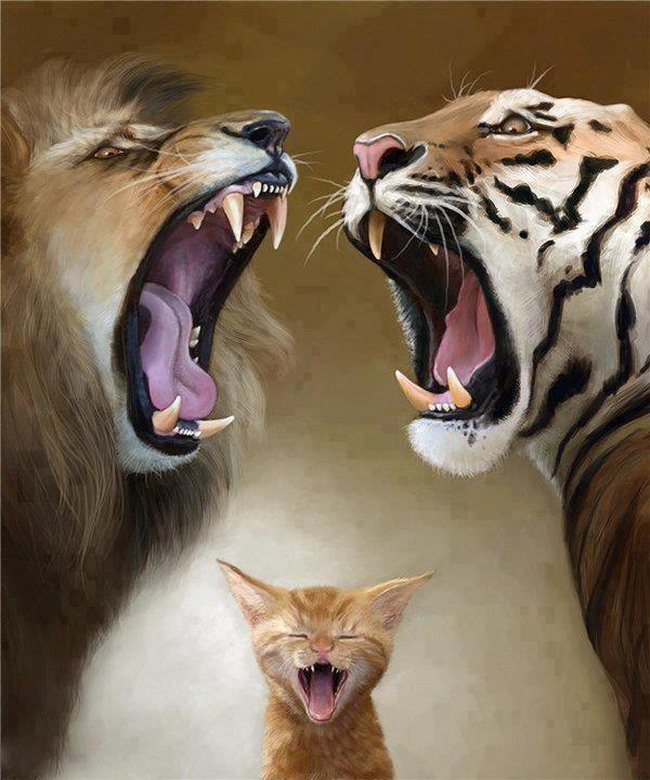 Tigres et chat