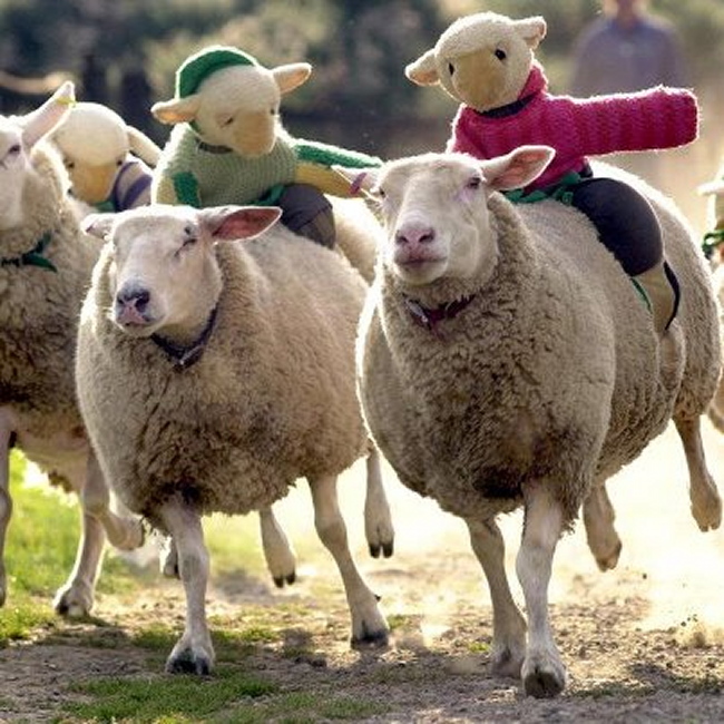 Course moutons