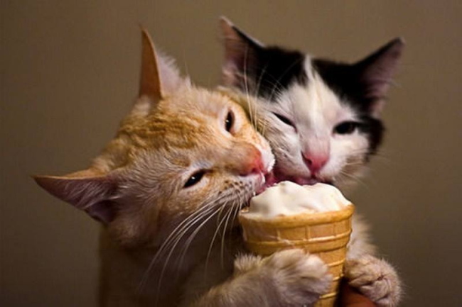 Chats glace