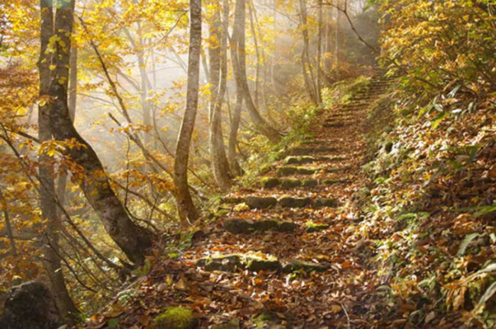 Escalier forêt